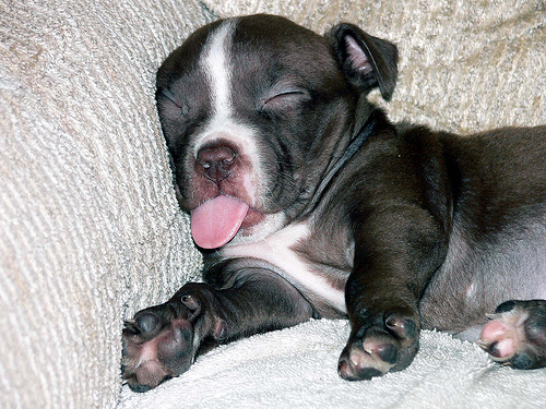 Sleepy Puppy, by basykes